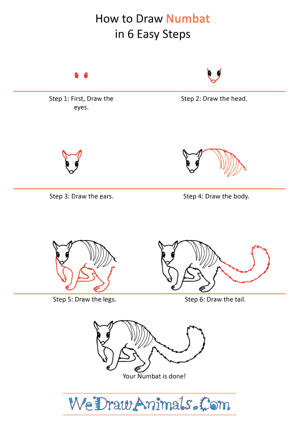 How to Draw a Cartoon Numbat - Step-by-Step Tutorial