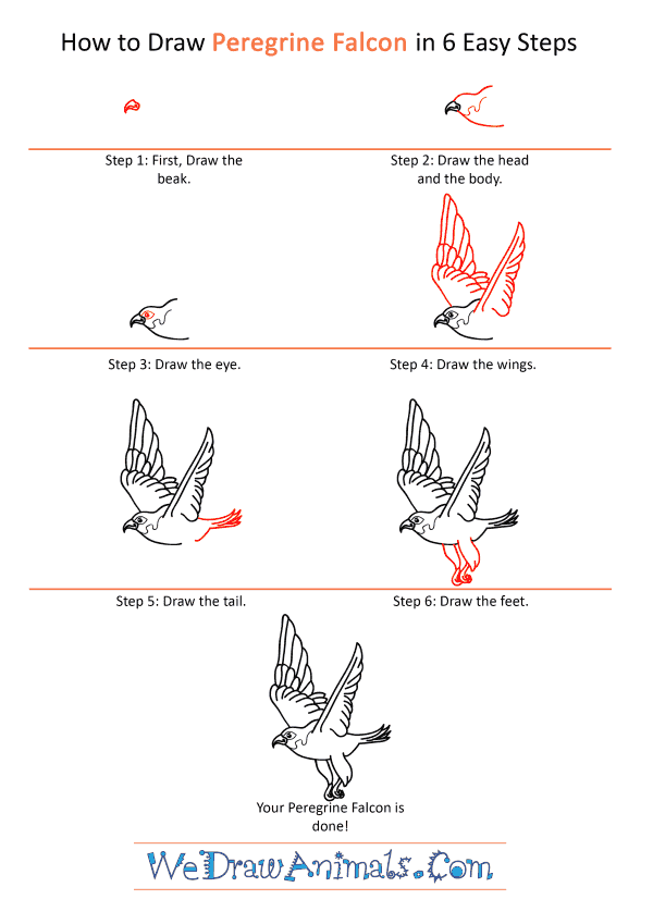 How to Draw a Cartoon Peregrine Falcon - Step-by-Step Tutorial
