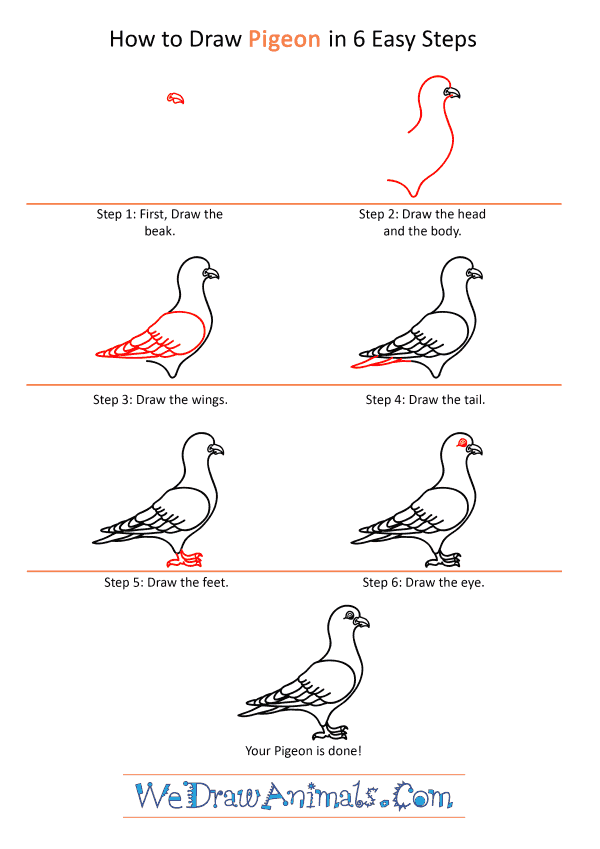 How to Draw a Cartoon Pigeon