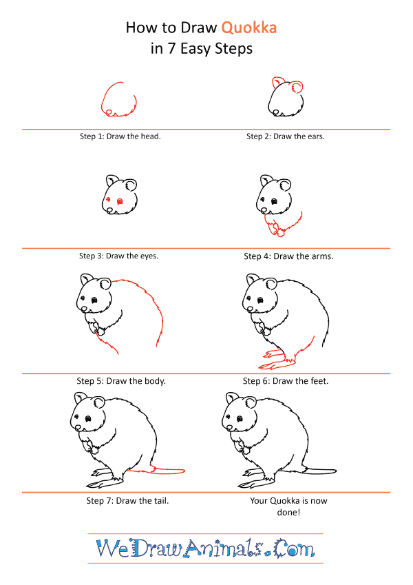How to Draw a Cartoon Quokka - Step-by-Step Tutorial