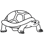 How to Draw a Cartoon Tortoise