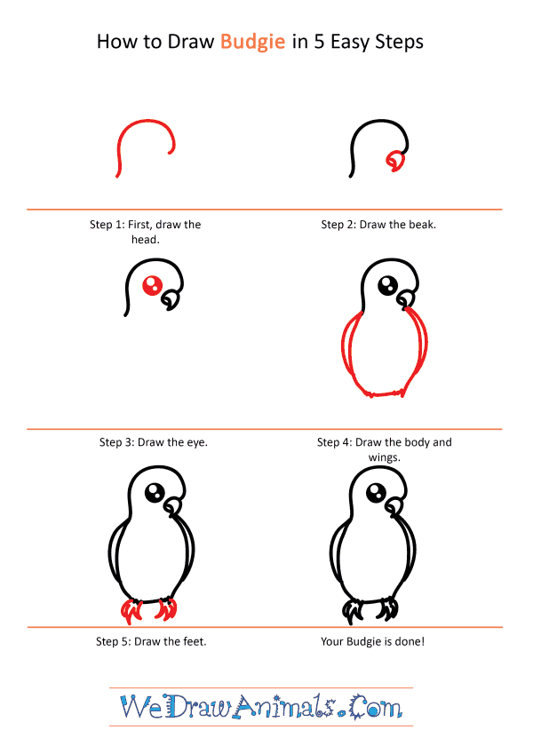 How to Draw a Cute Budgie - Step-by-Step Tutorial