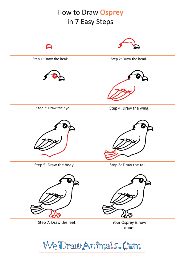 How to Draw a Cute Osprey - Step-by-Step Tutorial