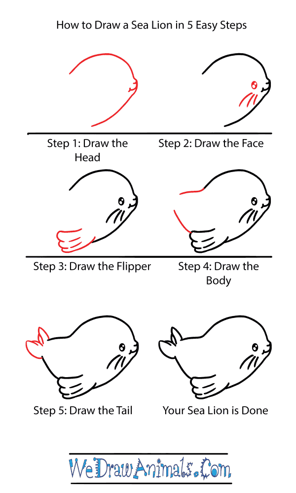 How to Draw a Cute Sea Lion - Step-by-Step Tutorial