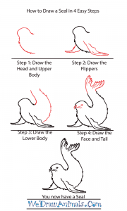 How to Draw a Cute Seal