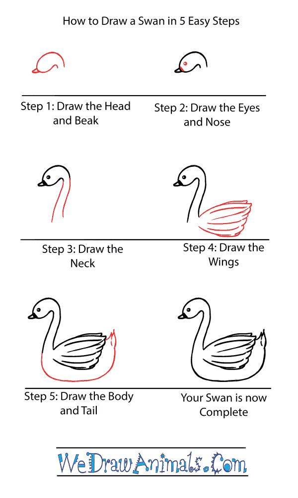 How to Draw a Cute Swan