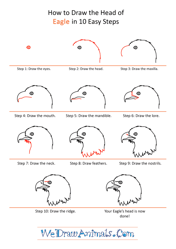 How to Draw an Eagle Face - Step-by-Step Tutorial