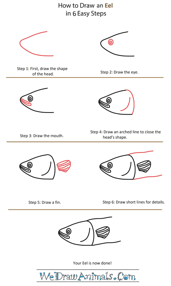 How to Draw an Eel Head - Step-by-Step Tutorial