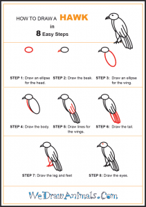 How to Draw a Simple Hawk for Kids