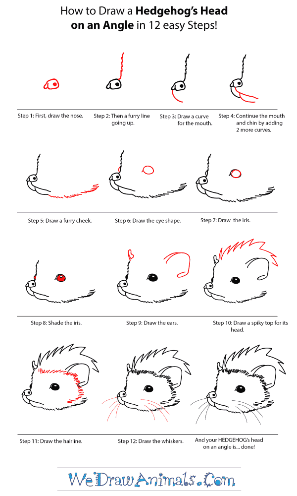 How to Draw a Hedgehog Head - Step-by-Step Tutorial