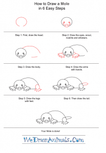 How to Draw a Simple Mole for Kids