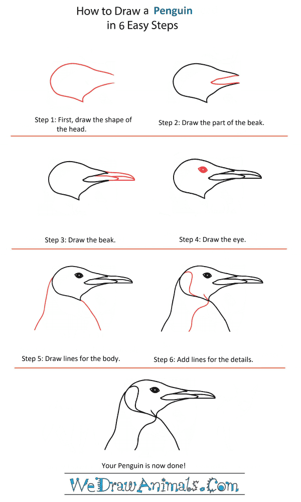 How to Draw a Peregrine Falcon Head - Step-by-Step Tutorial