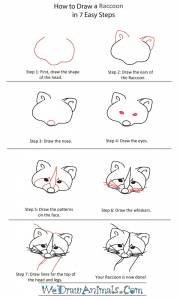 How to Draw a Raccoon Head