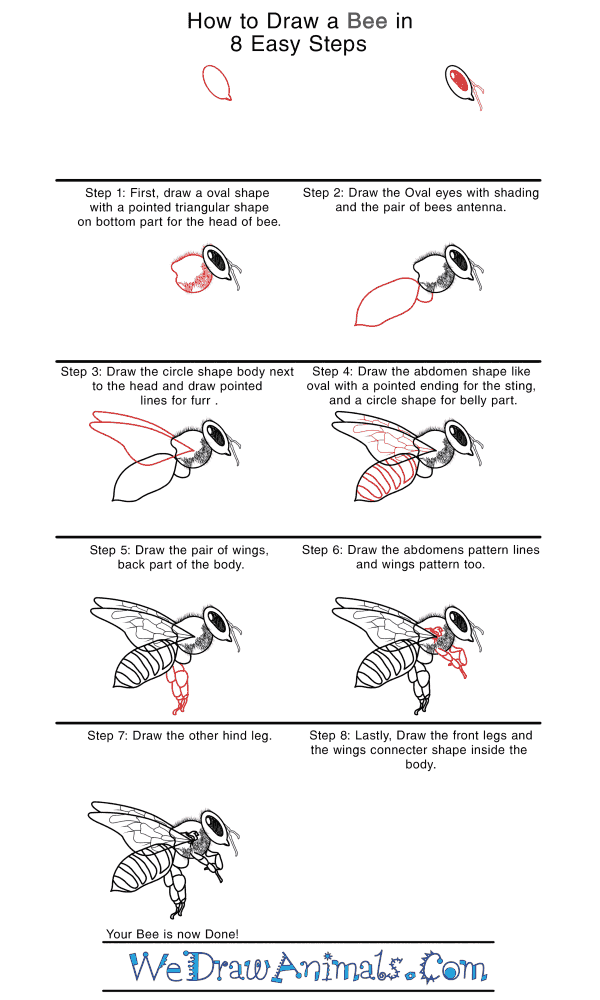 How to Draw a Realistic Bee