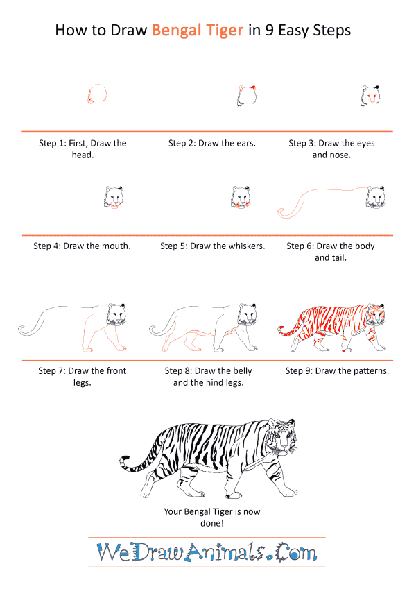 How to Draw a Realistic Bengal Tiger