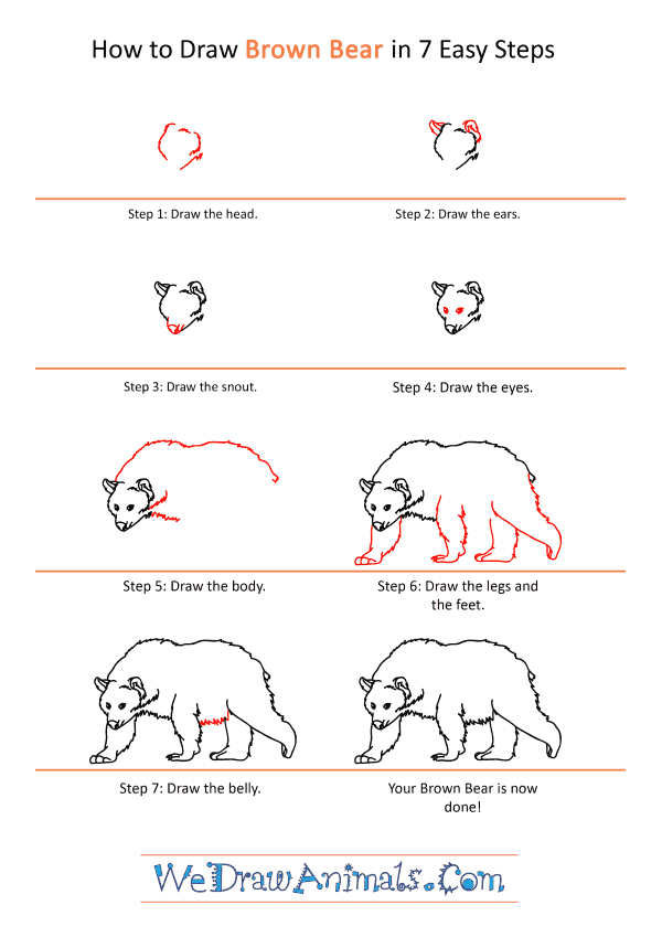How to Draw a Realistic Brown Bear - Step-by-Step Tutorial