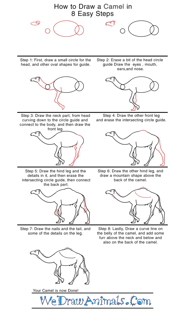 How to Draw a Realistic Camel - Step-by-Step Tutorial