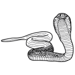 How to Draw a Cobra