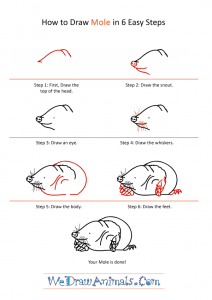 How to Draw a Realistic Mole
