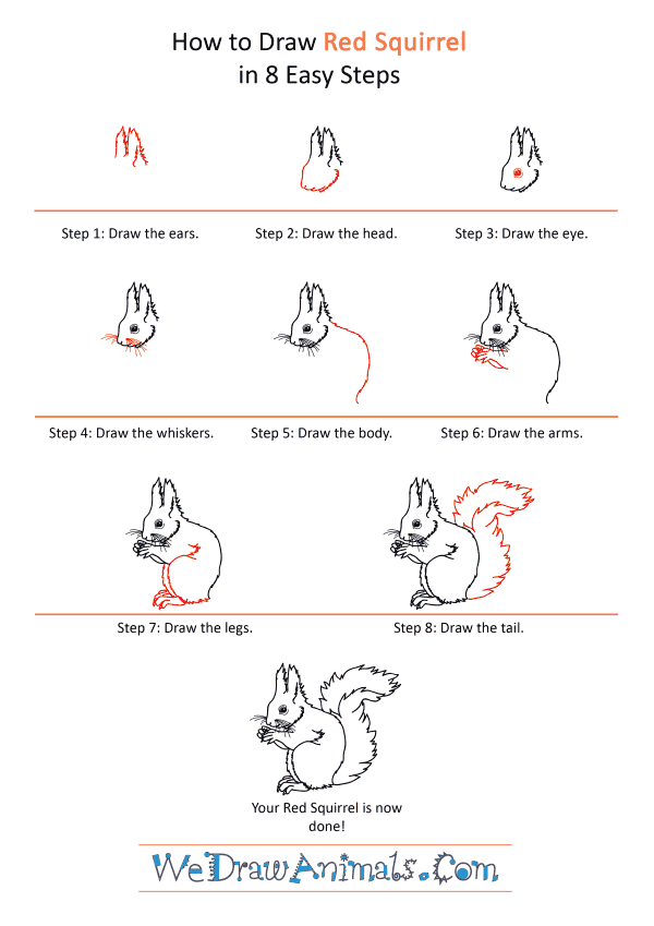 How to Draw a Realistic Red Squirrel - Step-by-Step Tutorial