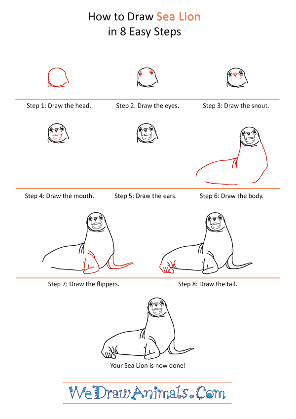 How to Draw a Realistic Sea Lion - Step-by-Step Tutorial