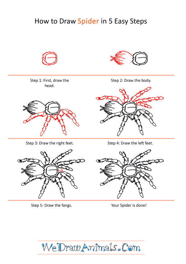How to Draw a Realistic Spider - Step-by-Step Tutorial