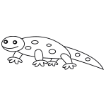 How to Draw a Salamander