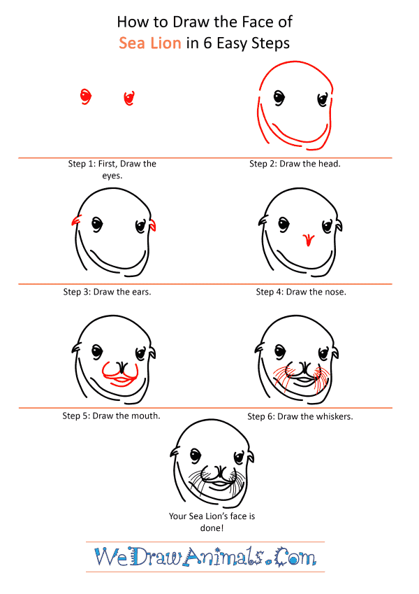 How to Draw a Sea Lion Face - Step-by-Step Tutorial