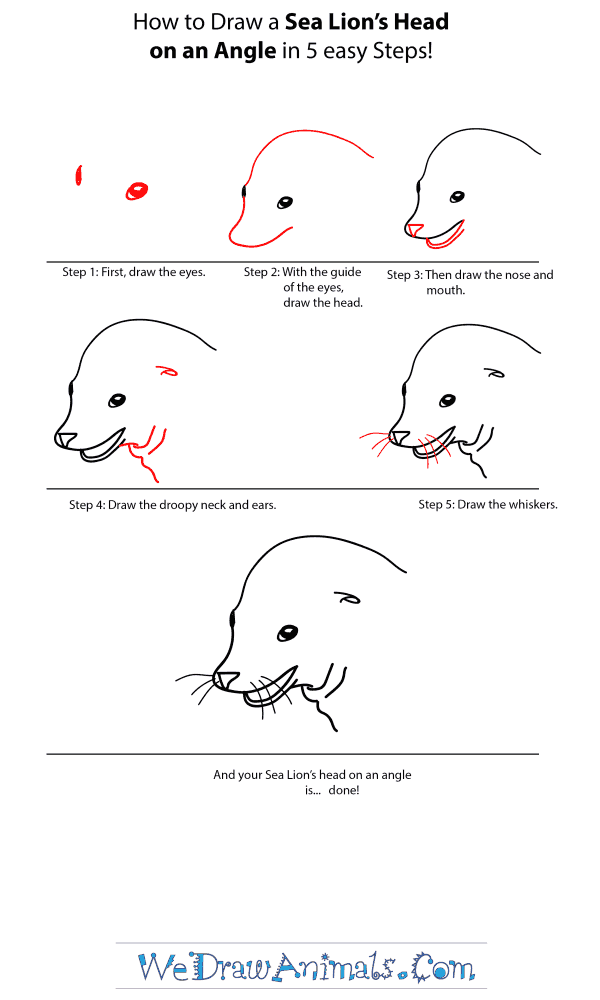 How to Draw a Sea Lion Head - Step-by-Step Tutorial