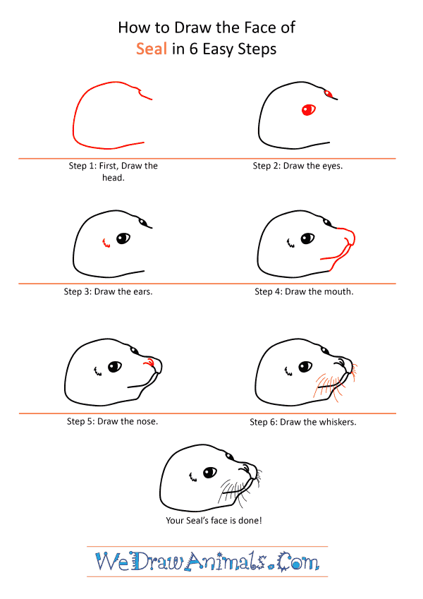 How to Draw a Seal Face - Step-by-Step Tutorial