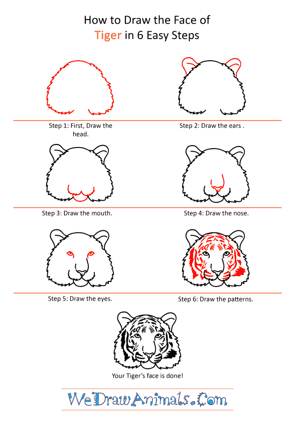 How to Draw a Tiger Shark Face