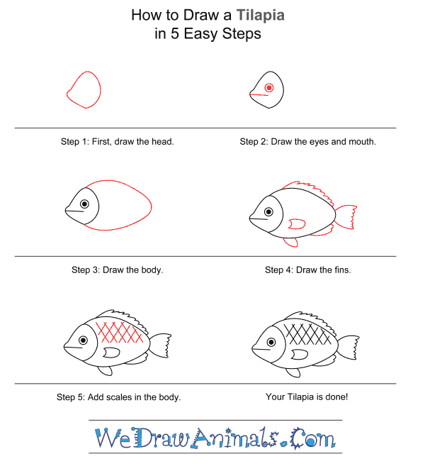 How to Draw a Tilapia for Kids - Step-by-Step Tutorial