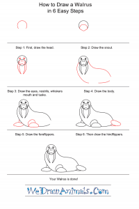 How to Draw a Simple Walrus for Kids